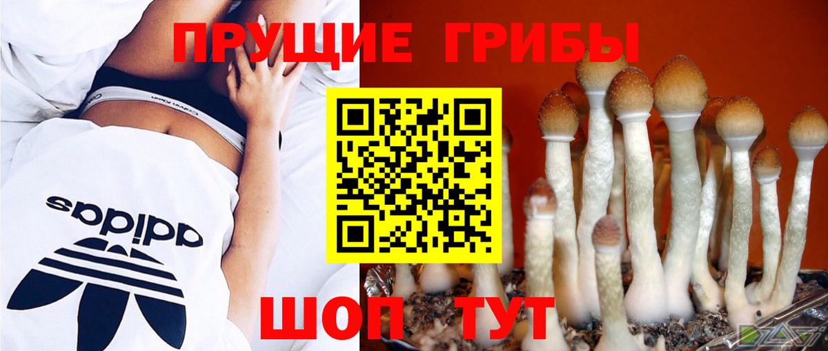 Псилоцибиновые грибы Cubensis  Вход с VPN  Ивантеевка 